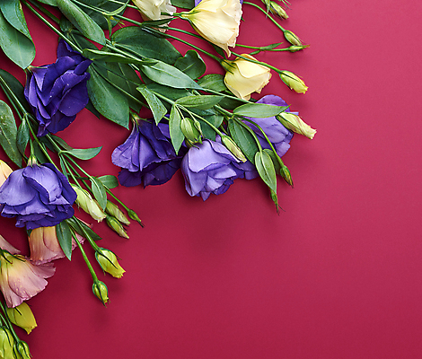 포토 JPG 해외이미지 꽃 꽃다발 백그라운드 잎 사람없음 축하 트렌드컬러 비바마젠타 해외포토 식물 컬러 컨셉 파일형식 이미지허브