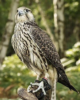 포토 JPG 해외이미지 동물 야생동물 스포츠 백그라운드 날개 청소년 자연 조류 사람없음 컬러풀 갈색 머리 가을 흰색 먹이 왕 깃털 사냥 부리 육식동물 사냥꾼 기르기 해외포토 직업 계절 컬러 사람 신체부위 생태계 돌봄 파일형식 이미지허브