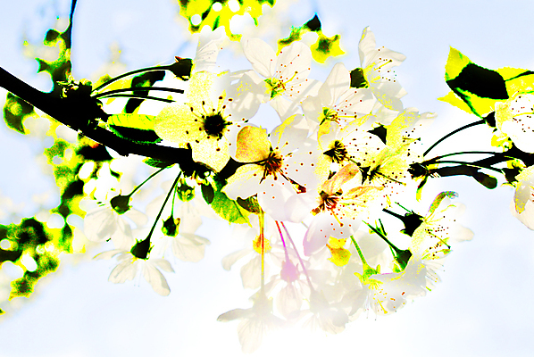 포토 JPG 해외이미지 나무 식물 계절 꽃 유럽 백그라운드 꽃무늬 자연 사람없음 야외 초록색 파란색 봄 벚꽃 흰색 나뭇가지 신선 개화 체리 부드러움 내추럴 해외포토 나라 컬러 무늬 과일 감각 생태계 파일형식 이미지허브