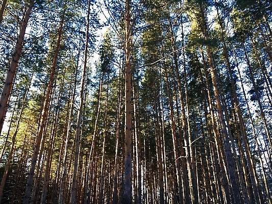 포토 JPG 해외이미지 나무 식물 계절 공원 여행 백그라운드 잎 겨울 자연 하늘 아침 풍경 사람없음 야외 목재 초록색 여름 빛 햇빛 태양 노란색 일출 환경 맑음 일몰 성장 광선 가을 소나무 황무지 숲 장면 침엽수 내추럴 삼림지대 웅장함 해외포토 주간 자연요소 공공시설 컬러 재료 날씨 노을 생태계 파일형식 이미지허브