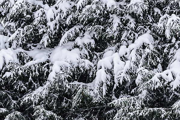 포토 JPG 해외이미지 나무 계절 공원 꽃 도로 백그라운드 크리스마스 겨울 패턴 자연 하늘 아침 날씨 휴가 새로움 핀란드 풍경 사람없음 야외 목재 파란색 환경 냉동 얼음 추위 흰색 나뭇가지 소나무 닫기 숲 큼 12월 연도 서리 무거움 전나무 눈보라 폭설 눈내림 해외포토 주간 자연요소 식물 공공시설 기념일 길 컬러 컨셉 무늬 재료 교통시설 모션 눈_날씨 북유럽 날짜 무게 크기 자연재해 생태계 파일형식 이미지허브