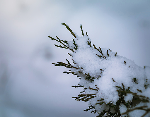 포토 JPG 해외이미지 식물 계절 백그라운드 겨울 자연 건조 사람없음 야외 얼음 추위 백발 흰색 나뭇가지 눈송이 12월 질감 서리 1월 내추럴 2월 시베리아 눈내림 해외포토 자연요소 나무 헤어스타일 컬러 눈_날씨 날짜 생태계 파일형식 이미지허브