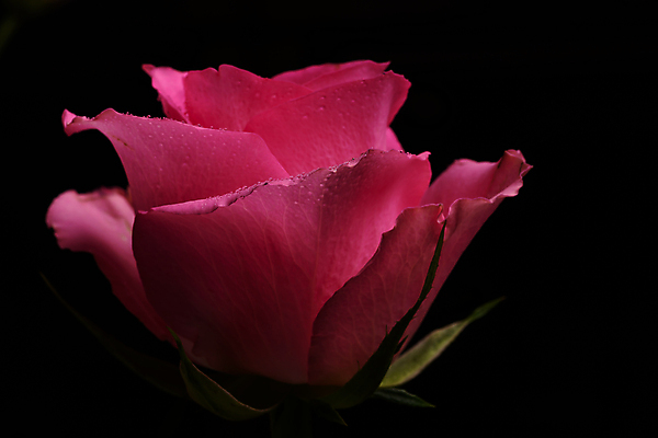 포토 JPG 해외이미지 식물 계절 꽃잎 꽃 분홍색 자연 검은배경 사랑 사람없음 컬러풀 장미 정원 봄 활발 닫기 묘사 그림 내추럴 취급주의 해외포토 감정 컬러 백그라운드 컨셉 모션 경고 검은색 생태계 파일형식 이미지허브