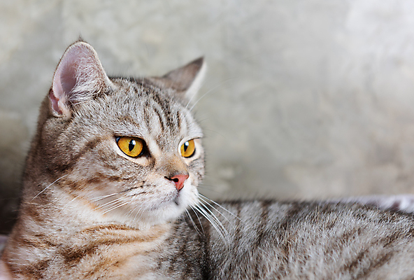 포토 JPG 해외이미지 동물 백그라운드 오렌지 포유류 휴식 주택 털 실내 건강 사랑 사람없음 내부 빨간색 반려동물 우주 귀여움 고양이 흰색 침대 아기 닫기 달콤 모피 코 낮잠 부드러움 얼룩무늬 솜털 감탄 거짓말 안락 해외포토 감정 컬러 가구 컨셉 무늬 과일 모션 사람 건물 신체부위 잠 감각 맛 파일형식 이미지허브