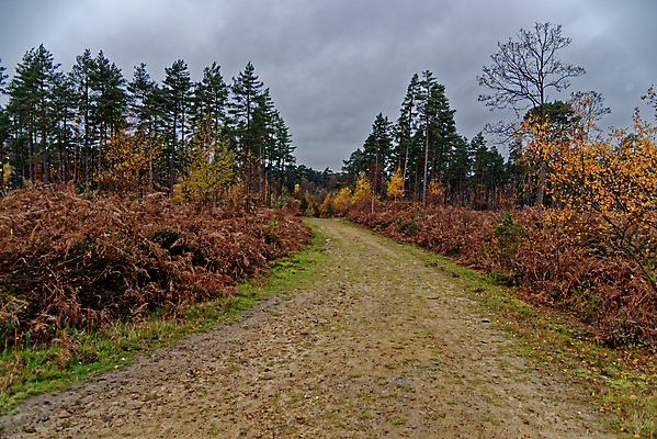 포토 JPG 해외이미지 나무 식물 영어 공원 지구 여행 잎 밭 오렌지 자연 하늘 휴가 영국 잉글랜드 풍경 사람없음 목재 초록색 파란색 갈색 환경 하이킹 가을 시골 황금 숲 큼 땅 언덕 장면 내추럴 땅바닥 삼림지대 우수 적갈색 서식스 사우스다운스 해외포토 문자 계절 공공시설 유럽 컬러 농업 과일 재료 레저 바닥 크기 절기 생태계 파일형식 이미지허브