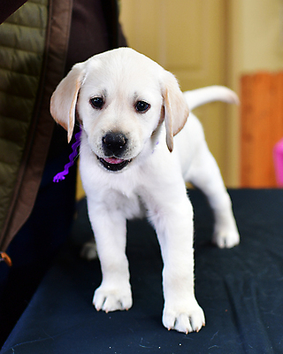 포토 JPG 해외이미지 가족 놀이 실험 사람없음 농장 개 리트리버 강아지 쓰레기 래브라도리트리버 혀 사냥개 언니 기르기 남동생 해외포토 농업 포유류 관계 반려동물 입 자매 동생 돌봄 파일형식 이미지허브