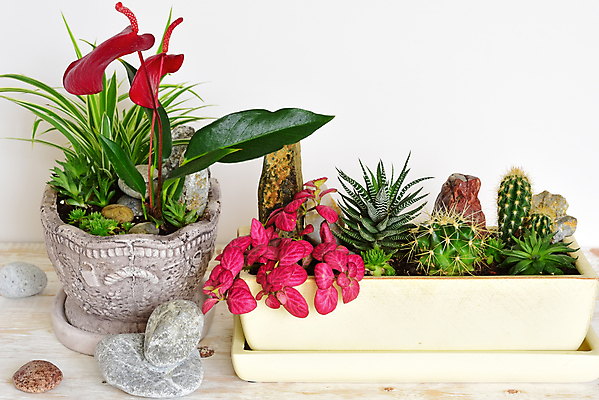 포토 JPG 해외이미지 식물 디자인 꽃잎 꽃 줄기 백그라운드 잎 꽃무늬 자연 선인장 주택 실내 선물 사람없음 내부 장식 초록색 정원 봄 방 성장 흰색 신선 질감 리빙 내추럴 해외포토 계절 컬러 무늬 건물 생태계 파일형식 이미지허브