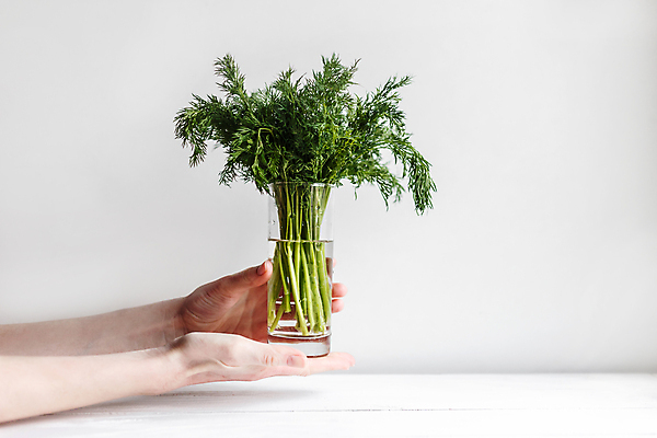 포토 JPG 해외이미지 식물 손 밧줄 음식 꽃다발 백그라운드 잎 농업 다이어트 채소 자연 유리 건강 요리 사람없음 초록색 물 상점 주방 나뭇가지 시골 신선 양념 조미료 맛 다발 허브 날것 향기 향 유지 내추럴 고립 딜 채식주의자 회향 그리너리 해외포토 자연요소 나무 꽃 산업 줄 컬러 컨셉 재질 신체부위 생태계 채식 냄새 향미료 파일형식 트랜드컬러 이미지허브