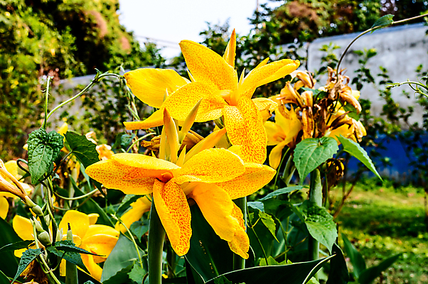 포토 JPG 해외이미지 식물 라이프스타일 계절 꽃잎 꽃 꽃다발 백그라운드 잎 자연 사람없음 야외 아웃포커스 장식 초록색 여름 컬러풀 노란색 봄 성장 벚꽃 신선 백합 러시아 화단 채소밭 카피스페이스 해외포토 유럽 컬러 밭 촬영기법 생활 공백 생태계 파일형식 이미지허브
