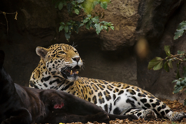 포토 JPG 해외이미지 주간 응시 야생동물 줄기 잎 두마리 아프리카 자연 동물원 사람없음 야외 눕기 맹수 표범 흑표범 해외포토 자연요소 식물 동물 시선 나라 2 포유류 모션 생태계 파일형식 이미지허브