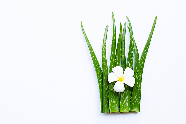 포토 JPG 해외이미지 스튜디오촬영 꽃 실내 사람없음 흰배경 알로에 해외포토 식물 백그라운드 내부 흰색 파일형식 이미지허브