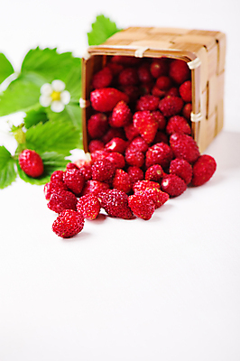 포토 JPG 해외이미지 식물 계절 열매 꽃 음식 잎 과일 딸기 사람없음 바구니 정원 신선 달콤 맛 작음 가득함 유기농 내추럴 숙성 채식주의자 해외포토 웰빙 컨셉 크기 채식 파일형식 이미지허브