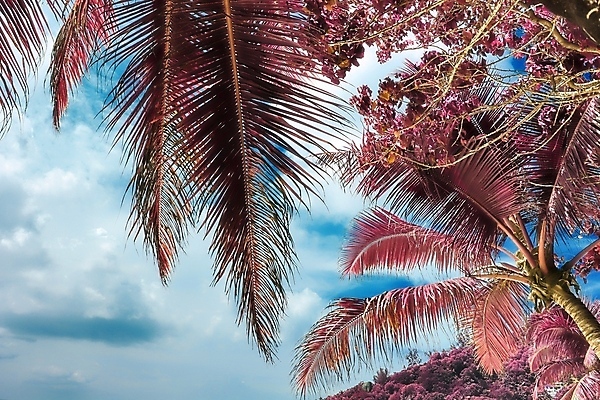 포토 JPG 해외이미지 분홍색 사람없음 야외 야자수 세이셸 야자수잎 해외포토 나무 컬러 잎 아프리카 파일형식 이미지허브