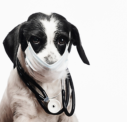 포토 JPG 해외이미지 동물 직업 포즈 청진기 건강 가면 마스크 사람없음 반려동물 건강관리 시험 간호사 의사 환경오염 바이러스 개 보호 질병 작음 문서 옷입기 번짐 전염 수의사 송곳니 돌봄 전염병 해외포토 교육 컨셉 포유류 의학 의료기기 모션 관리 의료진 치아 크기 감염 파일형식 효과 이미지허브