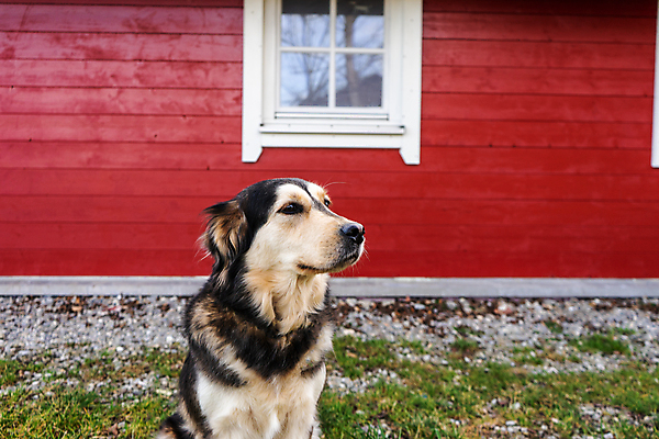 포토 JPG 해외이미지 동물 얼굴 백그라운드 자연 놀이 주택 경비 앉기 사람없음 빨간색 반려동물 태양 갈색 머리 기쁨 기다림 개 강아지 래브라도리트리버 유래 카피스페이스 해외포토 자연요소 감정 컬러 포유류 모션 안전 건물 신체부위 공백 리트리버 보호 생태계 파일형식 이미지허브