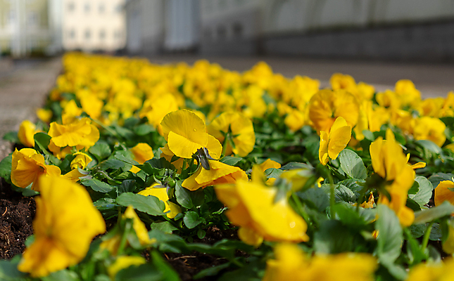 포토 JPG 해외이미지 계절 꽃잎 꽃 결혼 백그라운드 밭 오렌지 뿔 사람없음 초록색 여름 파란색 컬러풀 노란색 정원 보라색 봄 흰색 도시 신용카드 개화 혼합 제비꽃 질감 초대 화단 비올라 섞기 어머니의날 해외포토 식물 기념일 컬러 농업 과일 이벤트 금융 미국문화 파일형식 찰현악기 이미지허브