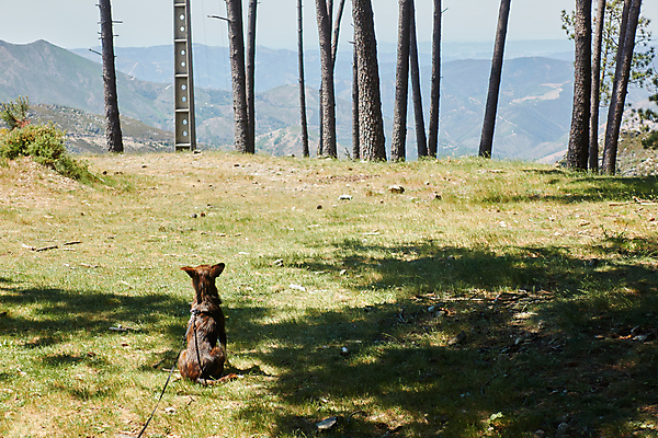포토 JPG 해외이미지 나무 동물 응시 공원 행복 얼굴 백그라운드 자연 앉기 잔디 사람없음 야외 목재 초록색 여름 반려동물 갈색 봄 우정 가을 흰색 개 강아지 숲 작음 버리기 송곳니 노숙자 기르기 해외포토 식물 시선 계절 공공시설 감정 컬러 재료 포유류 모션 신체부위 친구 치아 크기 생태계 돌봄 파일형식 이미지허브