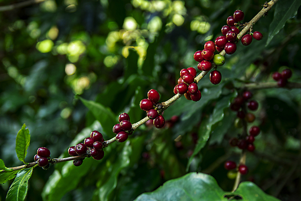 포토 JPG 해외이미지 계절 열매 꽃 산업 커피 음료 잎 크리스마스 과일 태국 자연 콩 건강 사람없음 빨간색 초록색 농작물 농장 원두 수확 성장 뜨거움 체리 농부 굽기 유기농 날것 발리 에콰도르 카푸치노 에스프레소 밭일 생태학 숙성 아라비카 해외포토 식물 직업 웰빙 교육 기념일 아시아 컬러 섬 농업 곡류 남아메리카 구이 생태계 인도네시아 파일형식 이미지허브