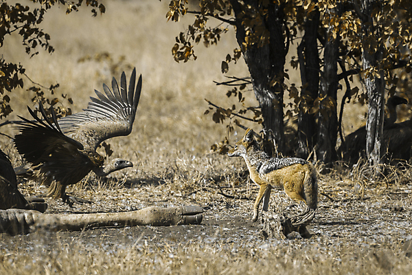 포토 JPG 해외이미지 포즈 모션 아프리카 자연 조류 국립공원 사람없음 가로 관광지 보호 사파리 남아프리카 보츠와나 보호구역 해외포토 동물 공원 나라 여행 컨셉 생태계 구역 파일형식 이미지허브