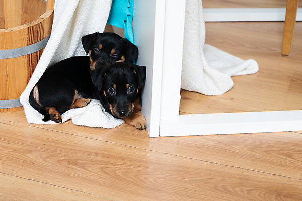 포토 JPG 해외이미지 동물 라이프스타일 여자 행복 여유 2 휴식 함께함 실내 사랑 사람없음 반려동물 갈색 미니어처 흰색 아기 잠 개 달콤 강아지 작음 담요 모피 테리어 순수 낮잠 솜털 월 궤 동반자 유래 해외포토 감정 컬러 컨셉 포유류 사람 내부 생활 모형 날짜 맛 크기 파일형식 이미지허브