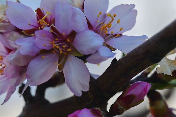 포토 JPG 해외이미지 나무 식물 디자인 계절 꽃잎 꽃 분홍색 백그라운드 꽃무늬 자연 하늘 날씨 휴가 건강 미술 풍경 사람없음 야외 초록색 파란색 빛 태양 정원 맑음 봄 성장 벚꽃 흰색 나뭇가지 개화 체리 과수원 원예 보케 아몬드 내추럴 블러 해외포토 자연요소 컬러 무늬 농업 과일 문화예술 취미 견과류 생태계 파일형식 이미지허브