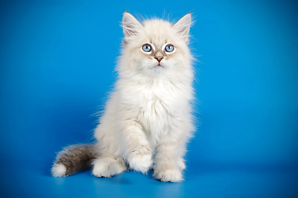 포토 JPG 해외이미지 한마리 사람없음 파란색 반려동물 고양이 네바마스커레이드 해외포토 동물 1 컬러 포유류 파일형식 이미지허브