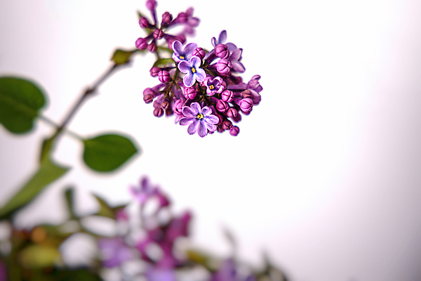 포토 JPG 해외이미지 식물 계절 꽃잎 꽃 꽃다발 백그라운드 잎 꽃무늬 자연 사람없음 초록색 정원 보라색 봄 벚꽃 흰색 개화 4월 5월 다발 제비꽃 라일락 고립 해외포토 컬러 무늬 날짜 생태계 파일형식 이미지허브