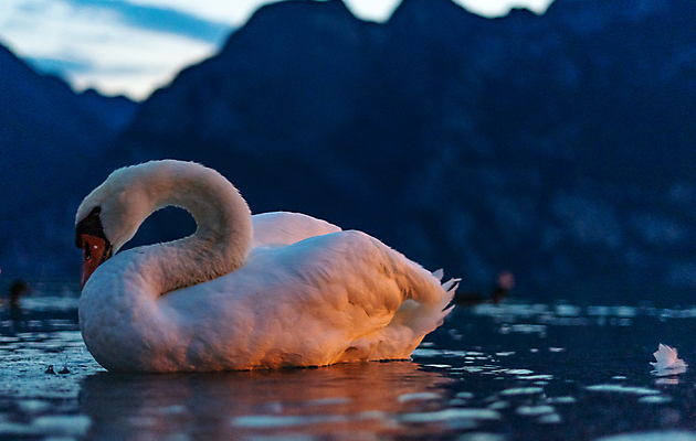포토 JPG 해외이미지 호수 바다 여행 백그라운드 조류 산 풍경 사람없음 물 파란색 빛 컬러풀 일출 황혼 일몰 이탈리아 흰색 야간 지중해 알프스 백조 타운 해외포토 자연요소 동물 유럽 컬러 노을 도시 파일형식 이미지허브