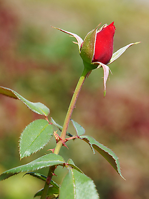 포토 JPG 해외이미지 식물 기념일 꽃잎 꽃 분홍색 꽃다발 잎 꽃무늬 자연 추상 발렌타인데이 선물 사랑 사람없음 빨간색 장미 정원 봄 벚꽃 닫기 꽃봉오리 싱글 원예 해외포토 계절 감정 컬러 무늬 모션 데이이벤트 이벤트 취미 생태계 파일형식 이미지허브