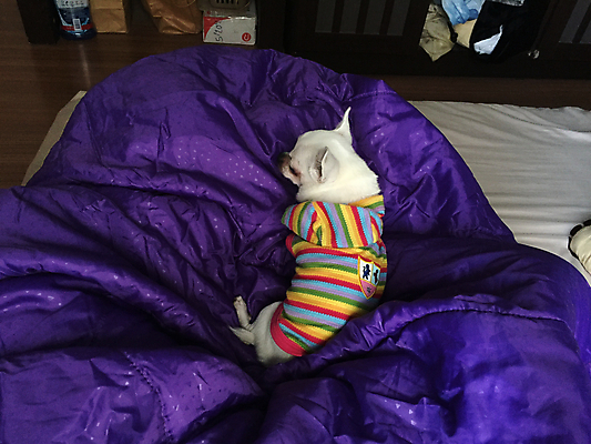 포토 JPG 해외이미지 동물 행복 얼굴 백그라운드 포유류 휴식 주택 털 피곤 사랑 사람없음 반려동물 장난감 머리 침실 흰색 침대 아기 잠 닫기 개 달콤 강아지 작음 담요 치와와 송곳니 거짓말 기르기 동반자 안락 해외포토 감정 컬러 가구 컨셉 모션 사람 건물 신체부위 맛 치아 크기 돌봄 파일형식 이미지허브