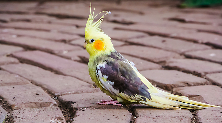 포토 JPG 해외이미지 동물 여자 남자 얼굴 조류 성인 사람없음 반려동물 노란색 회색 흰색 호주 작음 앵무새 새장 갈기 잡종 동반자 이국적 인기 해외포토 컬러 사람 신체부위 오세아니아 크기 케이지 파일형식 이미지허브