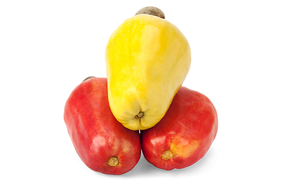 포토 JPG 해외이미지 음식 잎 농업 채소 과일 자연 건강 요리 씨앗 사람없음 야외 빨간색 세로 약 농장 노란색 쌓기 사진촬영 미국 견과류 수확 신선 그룹 시장 사과 농부 다발 브라질 남쪽 내추럴 밭일 숙성 캐슈넛 브라질사람 해외포토 식물 직업 산업 컬러 북아메리카 의학 모션 촬영 남아메리카 방향 생태계 파일형식 이미지허브