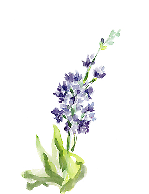 JPG 해외이미지 꽃 일러스트 수채화 사람없음 그림 손그림 히아신스 해외일러스트 식물 파일형식 이미지허브