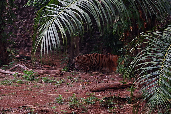 포토 JPG 해외이미지 동물 시선 아시아 얼굴 야생동물 패턴 포유류 자연 수염 털 동물원 종류 사람없음 머리 검은색 고양이 힘 줄무늬 분노 호랑이 숲 위험 큼 육식동물 사냥꾼 멸종 서식지 표범 공격적 시베리아 해외포토 직업 감정 나라 컬러 컨셉 무늬 신체부위 반려동물 크기 생태계 파일형식 이미지허브