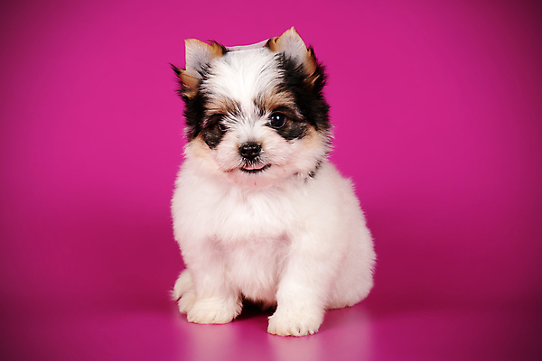 포토 JPG 해외이미지 동물 1 행복 새끼 백그라운드 새로움 털 사람없음 빨간색 반려동물 귀여움 검은색 거울 흰색 개 달콤 강아지 작음 요크셔테리어 테리어 활 솜털 송곳니 기르기 비버 삼색 해외포토 감정 컬러 컨셉 포유류 맛 치아 크기 돌봄 파일형식 이미지허브