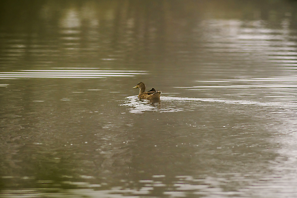포토 JPG 해외이미지 동물 호수 야생동물 바다 백그라운드 가족 자연 조류 아침 사랑 사람없음 야외 물 빛 강 반사 평화 귀여움 수영 거울 흰색 하트 연못 황무지 우아함 심볼 깃털 부리 백조 장면 내추럴 고립 단아함 벙어리 웅장함 해외포토 주간 자연요소 모양 감정 컬러 컨셉 관계 수상스포츠 생태계 파일형식 이미지허브