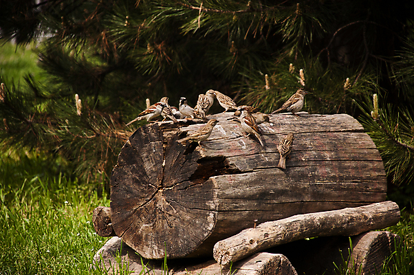 포토 JPG 해외이미지 나무 동물 계절 야생동물 백그라운드 날개 자연 조류 휴식 사람없음 야외 초록색 갈색 정원 봄 회색 흰색 관찰 작음 깃털 부리 참새 내추럴 동물상 해외포토 식물 컬러 컨셉 모션 조형물 크기 생태계 파일형식 이미지허브