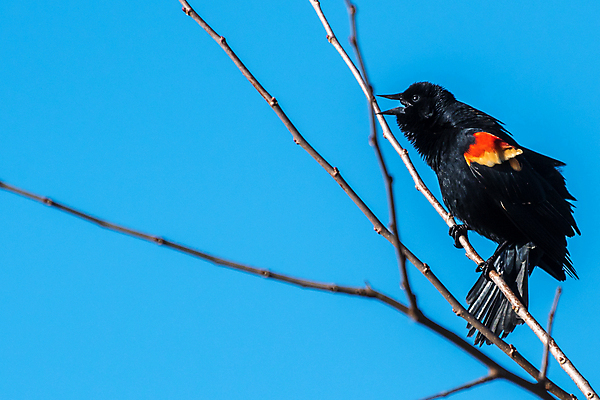 포토 JPG 해외이미지 야생동물 조류 사람없음 해외포토 동물 파일형식 이미지허브