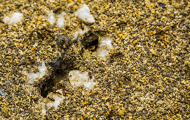 포토 JPG 해외이미지 동물 유럽 아시아 지구 곤충 가족 종류 동양인 사람없음 반려동물 정원 계란 검은색 미국 그룹 터널 벌레 둥지 애벌레 개미 기생충 니제르 땅바닥 식민지 이국적 해외포토 나라 길 컬러 북아메리카 관계 바닥 인종 알 바이러스 파일형식 이미지허브