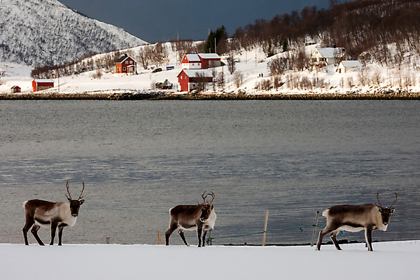 포토 JPG 해외이미지 주간 야생동물 겨울 사슴 주택 노르웨이 풍경 사람없음 야외 강 해외포토 자연요소 동물 계절 유럽 포유류 건물 파일형식 이미지허브