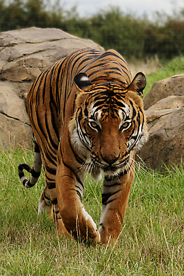 포토 JPG 해외이미지 동물 아시아 얼굴 야생동물 줄기 백그라운드 오렌지 포유류 자연 수염 털 사람없음 초록색 노란색 머리 걷기 검은색 고양이 중국 힘 줄무늬 흰색 표현 호랑이 위험 큼 무서움 피부 코 귀 육식동물 사냥꾼 멸종 표범 말레이시아 단아함 해외포토 식물 직업 감정 나라 컬러 컨셉 무늬 과일 모션 신체부위 반려동물 크기 생태계 파일형식 이미지허브
