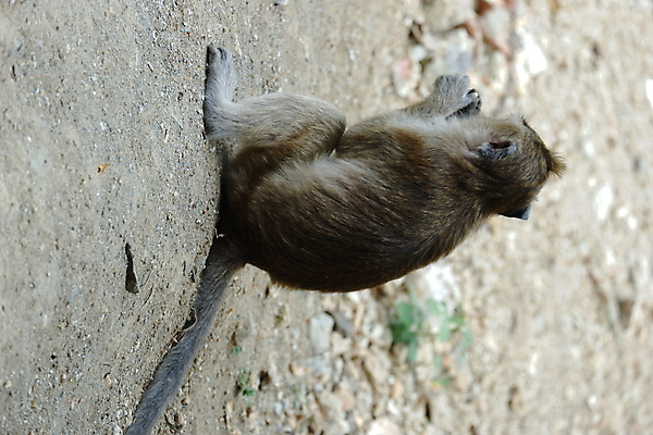 포토 JPG 해외이미지 나무 동물 응시 공원 아시아 얼굴 야생동물 음식 여행 포유류 가족 자연 털 동물원 앉기 동양인 사람없음 야외 초록색 갈색 회색 원숭이 표현 아기 숲 작음 먹기 꼬리 인도네시아 서식지 유인원 동물상 해외포토 식물 시선 공공시설 나라 컬러 관계 모션 사람 인종 신체부위 조형물 크기 생태계 파일형식 이미지허브