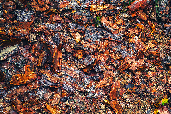 포토 JPG 해외이미지 나무 식물 디자인 계절 공원 선 백그라운드 잎 패턴 자연 표면 날씨 추상 건조 사람없음 야외 목재 초록색 갈색 환경 흰색 나뭇가지 소나무 거친 숲 장작 자르기 피부 묘사 유기농 질감 통나무 나무껍질 잡동사니 내추럴 고립 그런지 수목 옛날 해외포토 웰빙 공공시설 컬러 무늬 재료 모션 신체부위 껍질 생태계 파일형식 이미지허브
