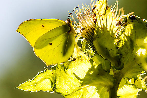 포토 JPG 해외이미지 동물 꽃 야생동물 나비 곤충 꽃무늬 날개 자연 독일 사람없음 여름 햇빛 노란색 환경 활발 벚꽃 소프트포커스 질감 꿀 엉겅퀴 광 동물상 해외포토 식물 계절 유럽 컬러 컨셉 무늬 촬영기법 태양 조형물 생태계 파일형식 이미지허브