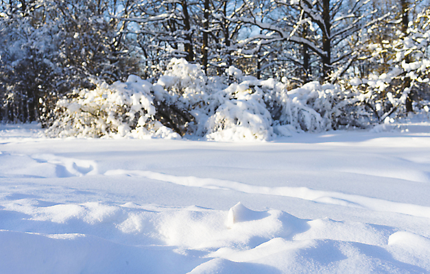 포토 JPG 해외이미지 나무 계절 공원 백그라운드 크리스마스 겨울 자연 하늘 날씨 풍경 사람없음 야외 목재 가로 파란색 빛 햇빛 태양 일출 맑음 얼음 일몰 추위 흰색 신선 숲 서리 장면 자작나무 내추럴 눈내림 해외포토 자연요소 식물 공공시설 기념일 컬러 재료 눈_날씨 노을 생태계 파일형식 이미지허브