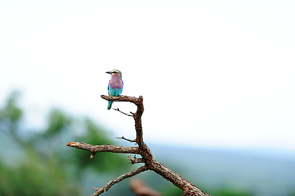 포토 JPG 해외이미지 동물 1 공원 야생동물 분홍색 곤충 날개 아프리카 자연 조류 앉기 사람없음 야외 파란색 빛 컬러풀 보라색 덮개 나뭇가지 잡기 황무지 깃털 싱글 부리 롤러 라일락 남쪽 내추럴 동물상 해외포토 나무 공공시설 꽃 나라 컬러 모션 조형물 뚜껑 방향 생태계 파일형식 이미지허브