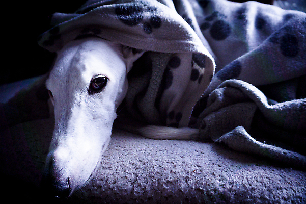 포토 JPG 해외이미지 동물 얼굴 백그라운드 포유류 자연 앉기 사람없음 반려동물 갈색 검은색 흰색 개 작음 속도 사냥개 사냥꾼 기르기 유래 전국 갈색배경 해외포토 직업 컬러 모션 신체부위 크기 생태계 돌봄 파일형식 이미지허브