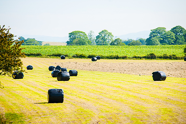 포토 JPG 해외이미지 계절 밭 농업 자연 풍경 사람없음 초록색 여름 농작물 농장 농경지 쌓기 수확 시골 원형 볏짚 플라스틱 질감 롤 뭉치 밀짚 밭일 줄서기 해외포토 도형 산업 컬러 모션 재질 짚 생태계 파일형식 이미지허브