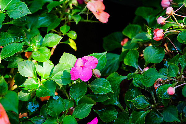 포토 JPG 해외이미지 식물 꽃 꽃다발 백그라운드 꽃무늬 밭 자연 치즈 사람없음 빨간색 초록색 컬러풀 정원 검은색 어둠 벚꽃 나뭇가지 축하 신선 체리 사과 소프트포커스 꽃집 유기농 블루베리 상업 내추럴 그물버섯 깨짐 단절 독버섯 살구 개조 해외포토 나무 웰빙 컬러 컨셉 무늬 농업 과일 유제품 촬영기법 상점 버섯 생태계 파일형식 이미지허브