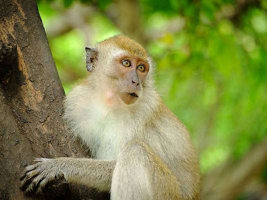 포토 JPG 해외이미지 나무 동물 야생동물 잎 장난 태국 자연 매달리기 앉기 사람없음 초록색 갈색 원숭이 당기기 숲 모피 읽기 그네 오르기 보케 팔 솜털 떠남 진짜 해외포토 식물 아시아 컬러 포유류 모션 신체부위 생태계 파일형식 이미지허브